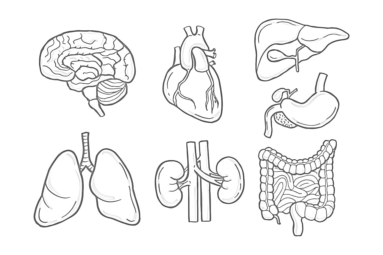 На раскраске изображено: Органы, Человек, Мозг, Печень, Желудок, Легкие, Почки, Кишечник, 2 класс, Анатомия, Внутренние органы