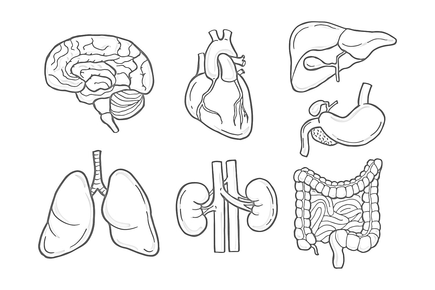 Раскраска Мозг, сердце, печень, желудок, легкие, почки, кишечник