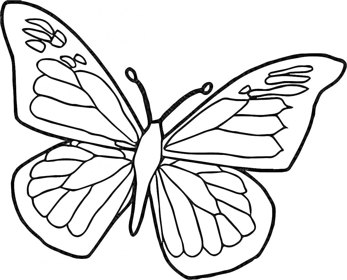 Раскраска Контурная раскраска с изображением бабочки с узором на крыльях