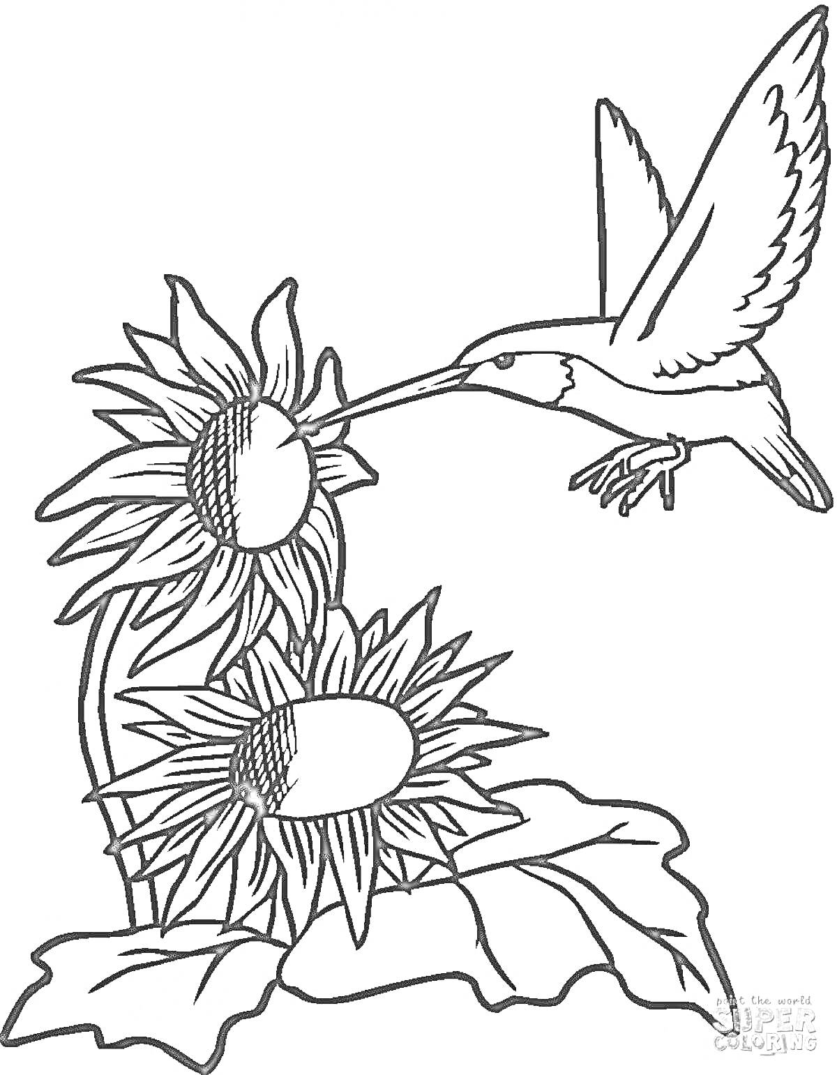 На раскраске изображено: Колибри, Цветы, Подсолнечники, Природа, Полет, Птица