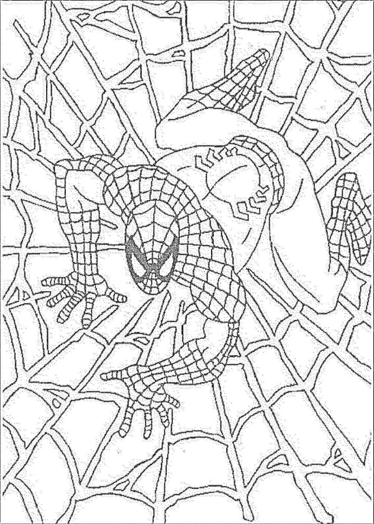 Раскраска Человек-паук ползет по паутине