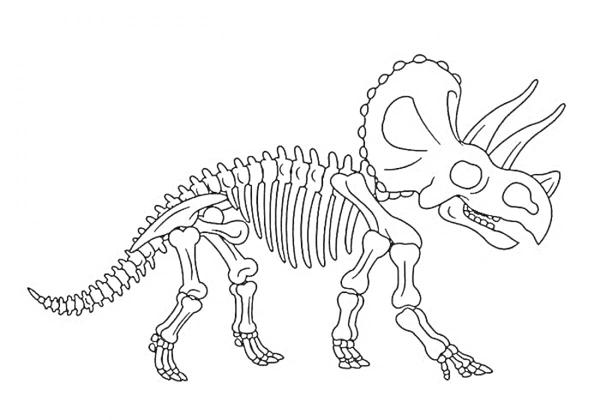 Раскраска Скелет трицератопса