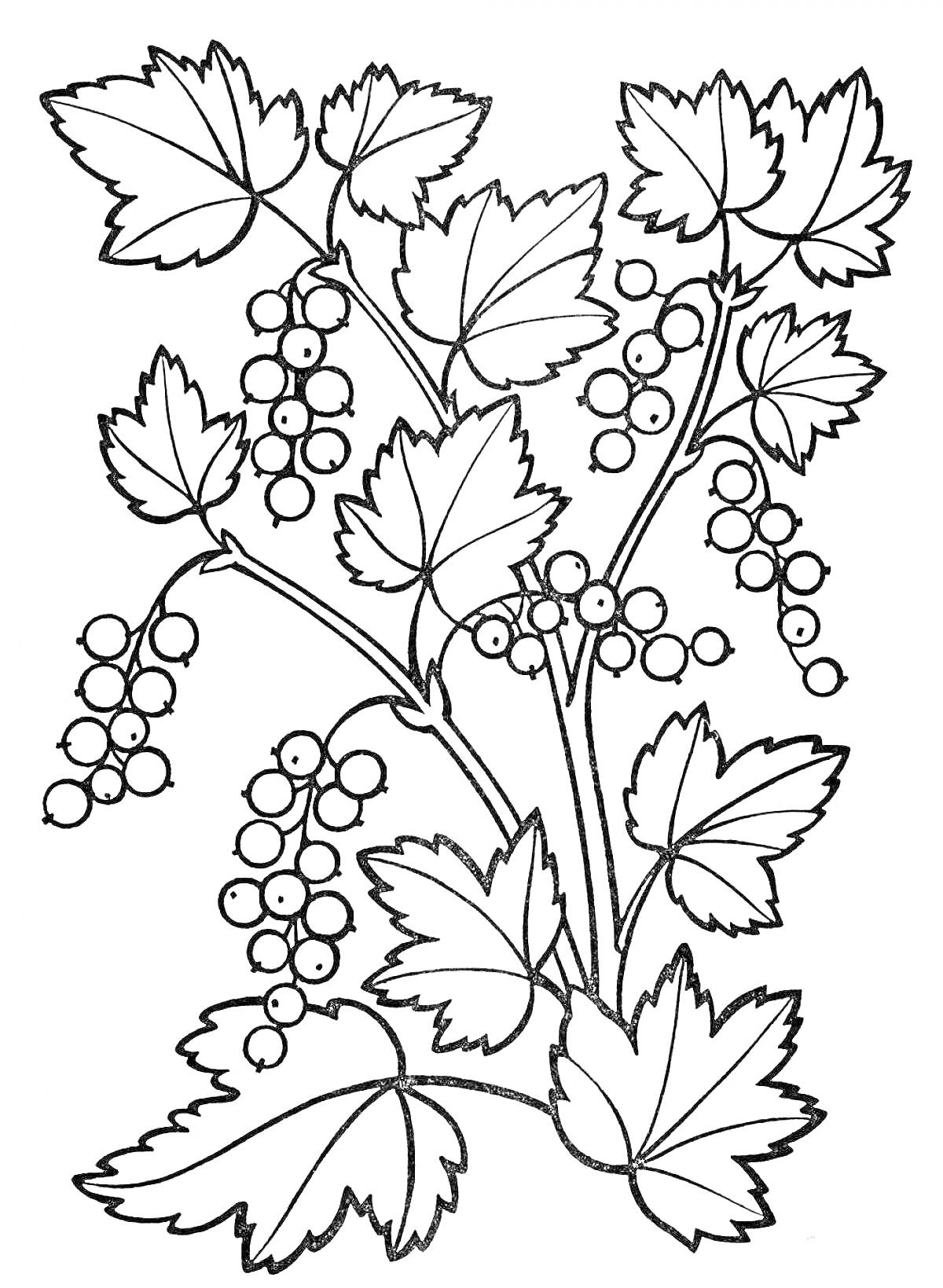 На раскраске изображено: Растения, Листья, Ягоды, Смородина, Ветка