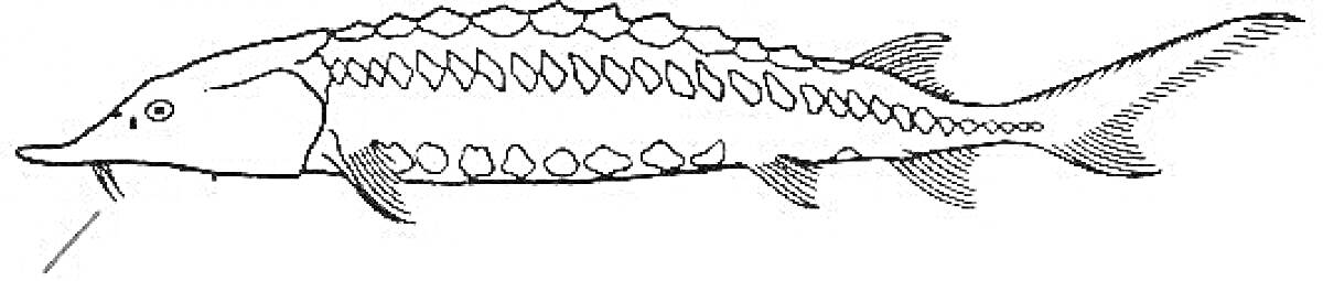 На раскраске изображено: Осетр, Рыба, Чешуя, Хвост, Плавники