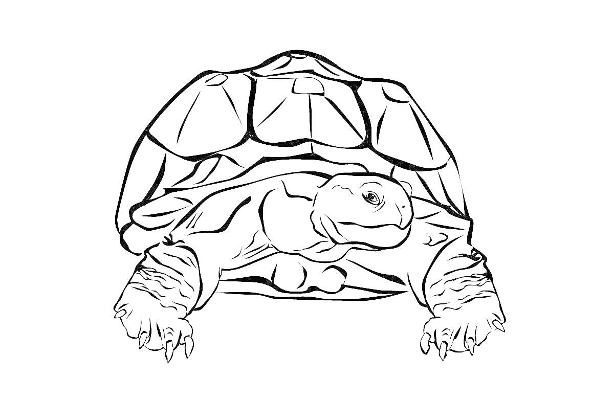 На раскраске изображено: Панцирь, Лапы, Животные