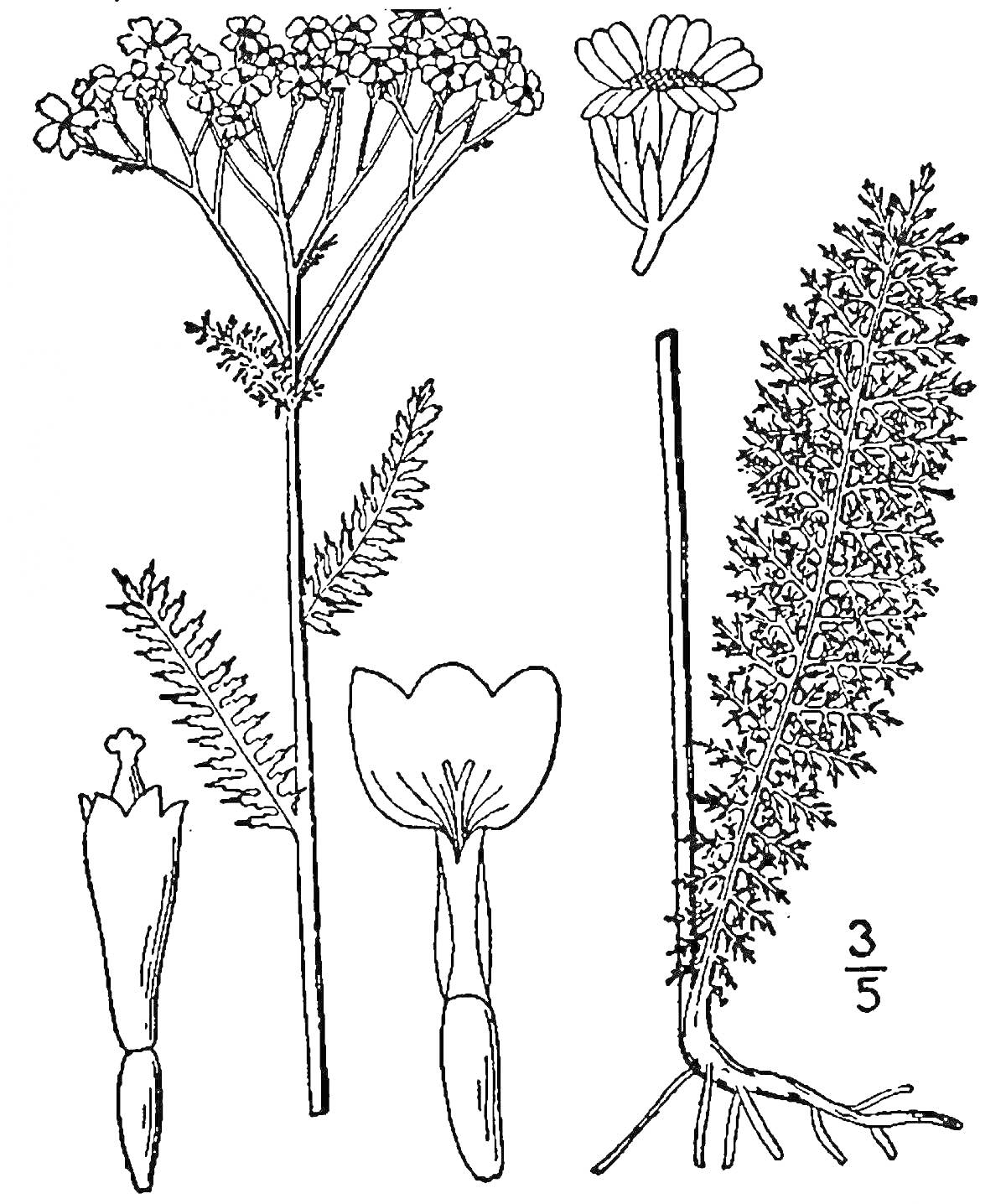 Тысячелистник: цветок, крупный цветок сверху, лист, корень и стебель, отдельные части цветка