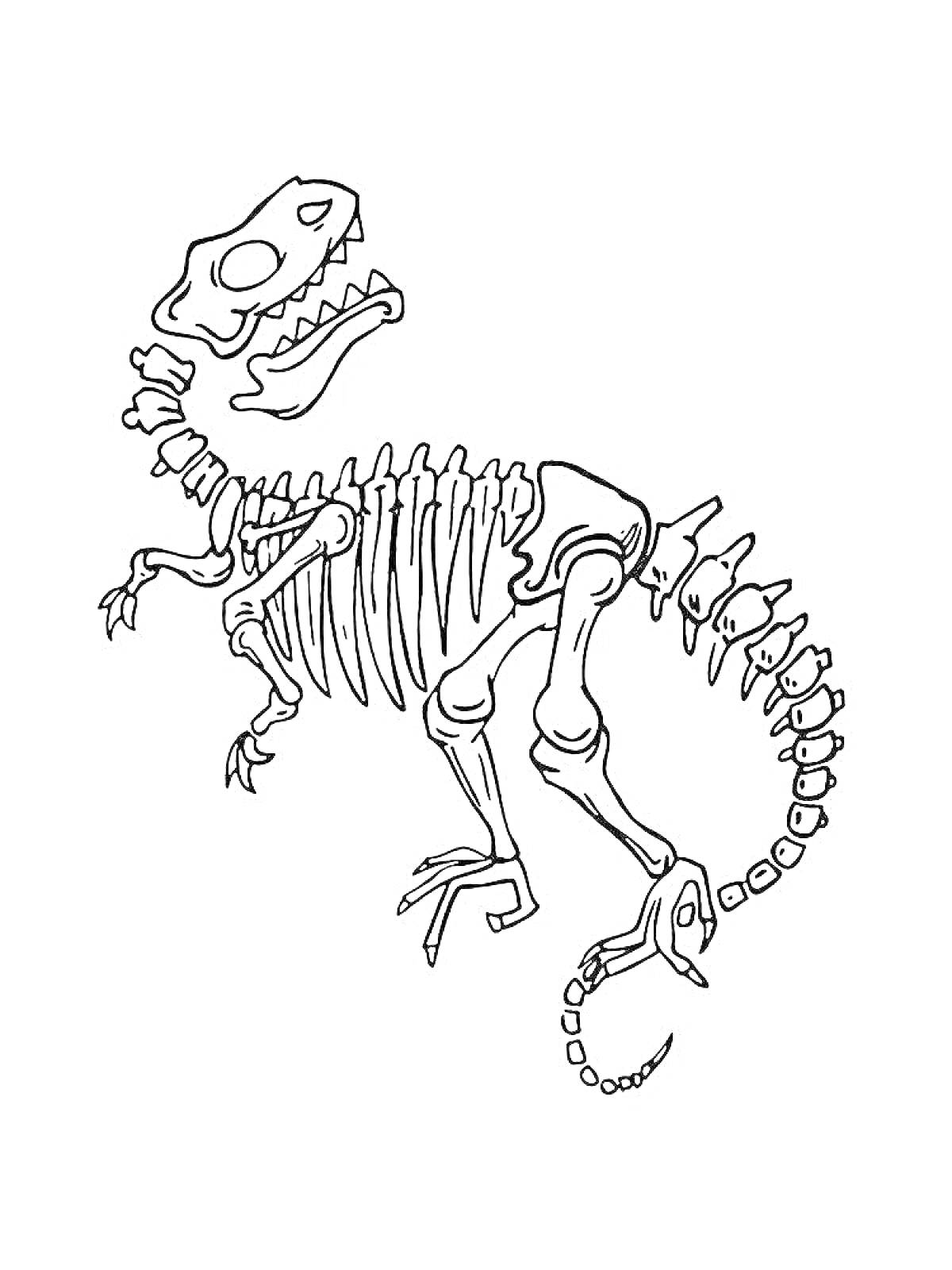 На раскраске изображено: Скелет, Динозавр, Кости, Позвоночник, Рёбра, Голова, Зубы, Конечности, Когти, Хвост, Палеонтология