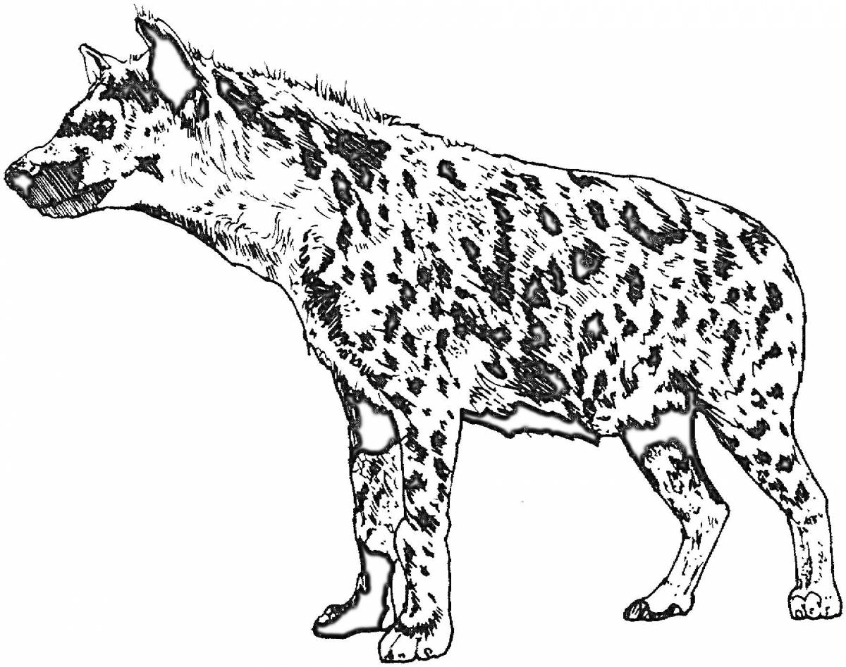 Гиена рисунок