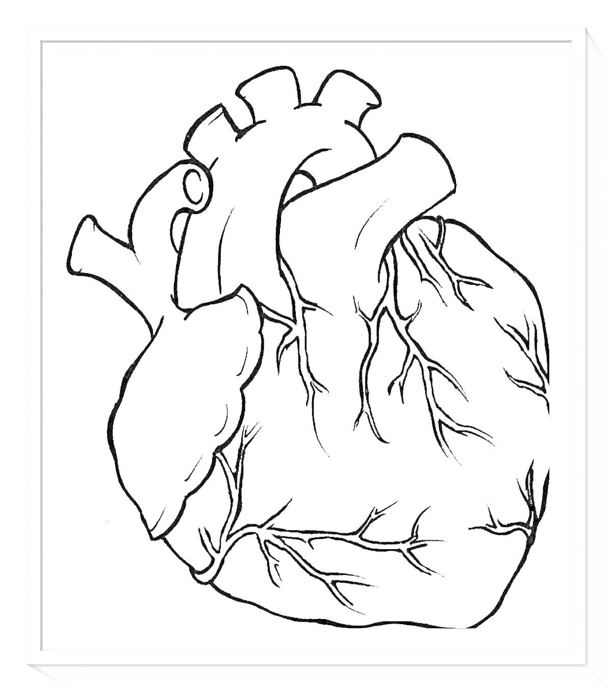 Раскраска Анатомическое сердце человека с артериями и венами