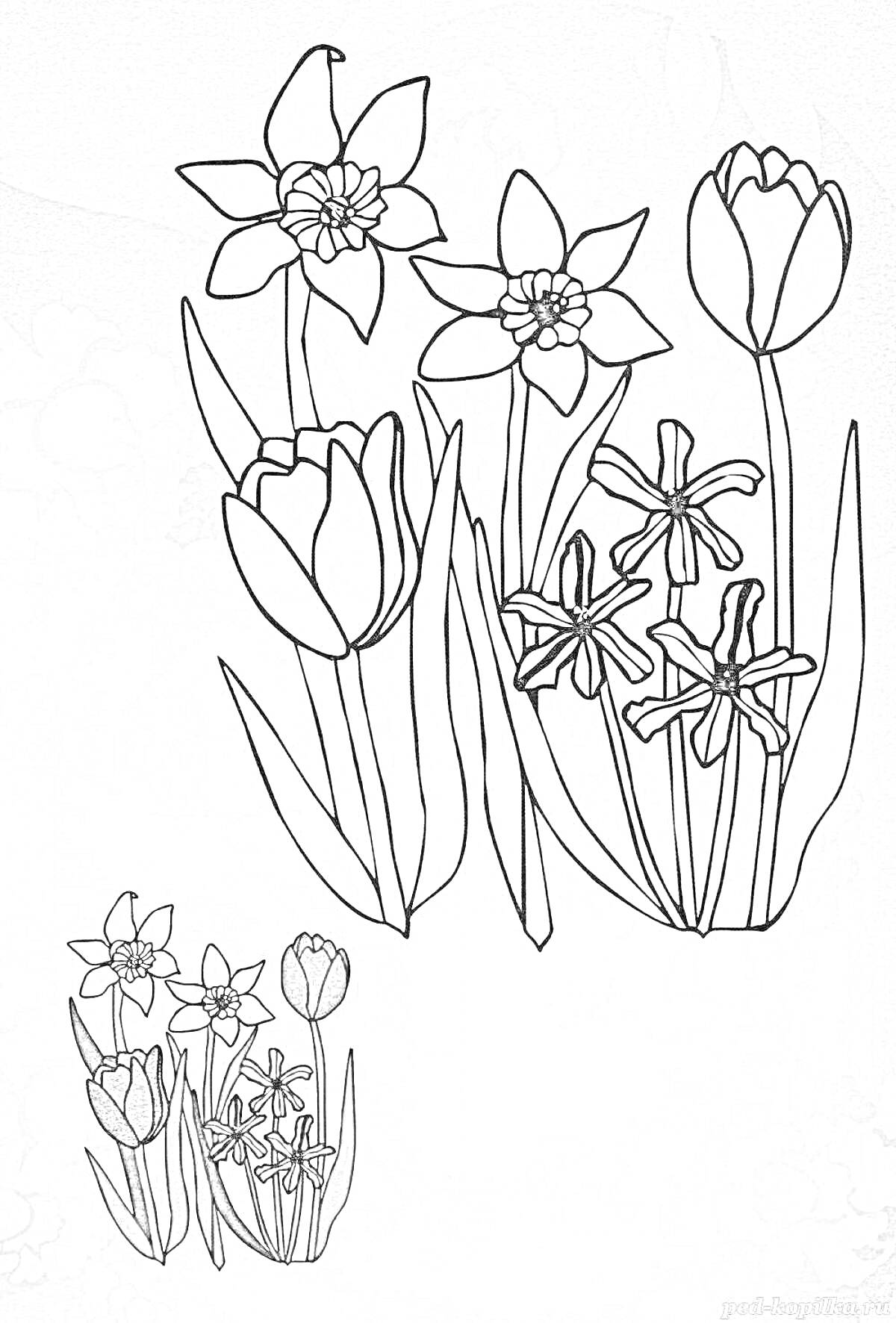 На раскраске изображено: Цветы, Нарциссы, Тюльпаны, Цветочная композиция, Контурное изображение, Ботаника