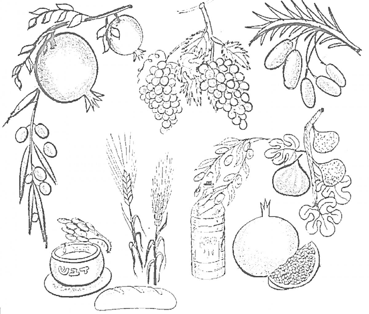 Раскраска Плоды и предметы к Ту би-Шват - гранаты, виноград, финики, оливки, инжир, пшеница, ячмень, мед, хлеб