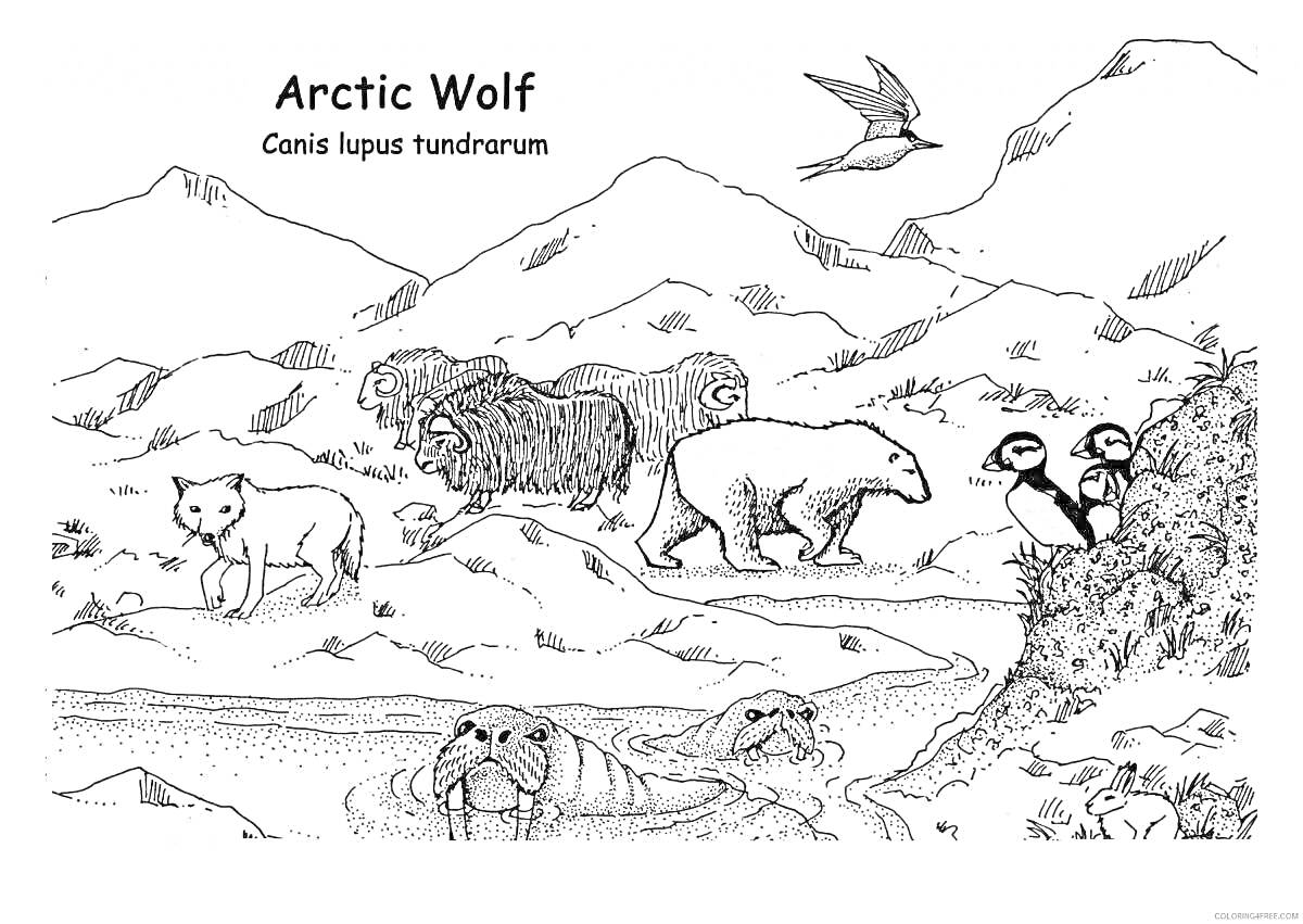 Раскраска Арктические животные: волк, овцебык, белый медведь, морж, тупик, птица, горы