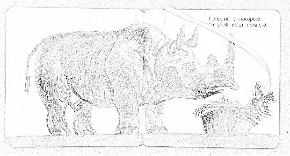 Раскраска Носорог, бедро носорога, воробей, ведро