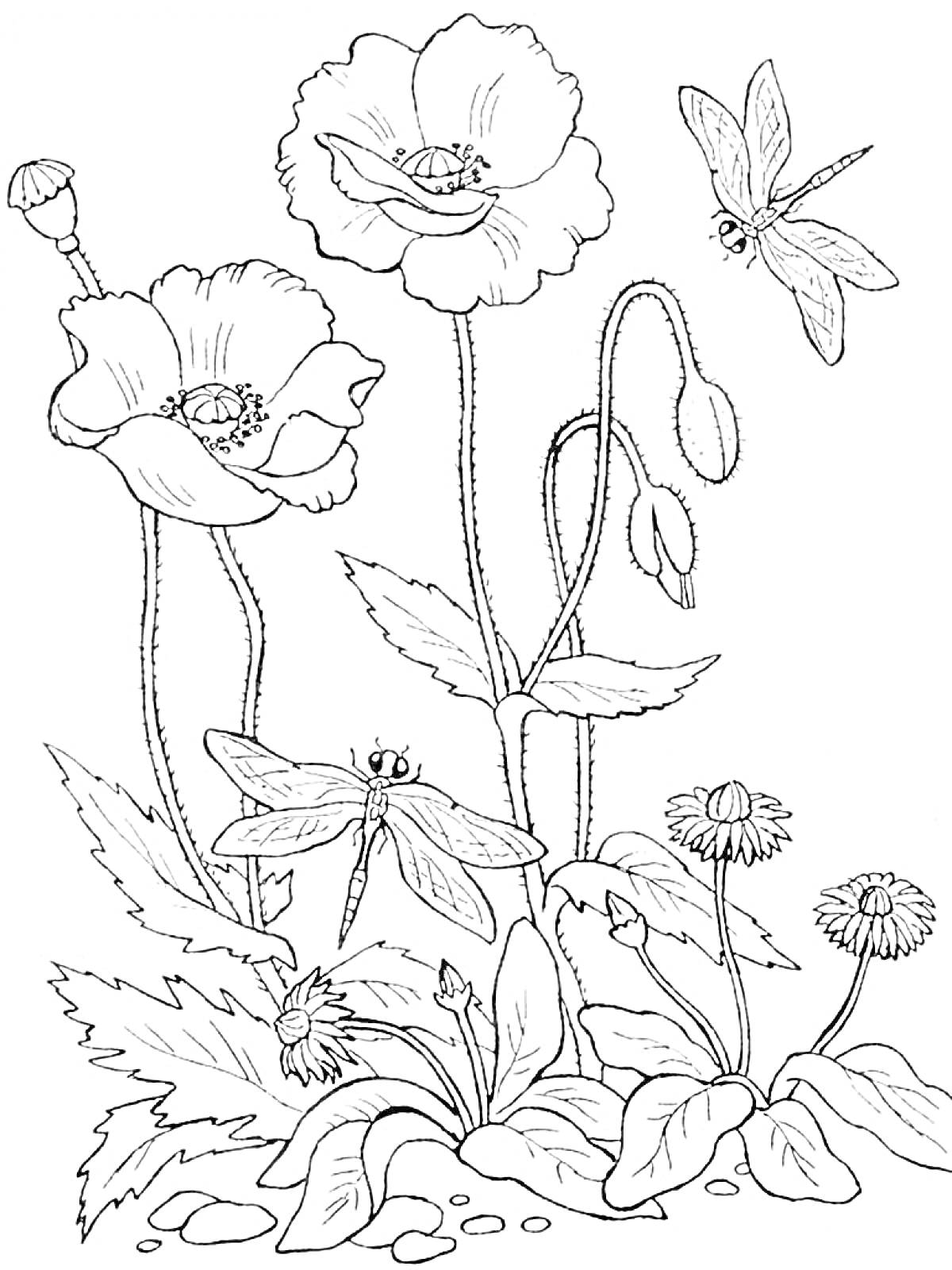 На раскраске изображено: Цветы, Стрекозы, Листья, Природа, Растения, Мак, Для взрослых