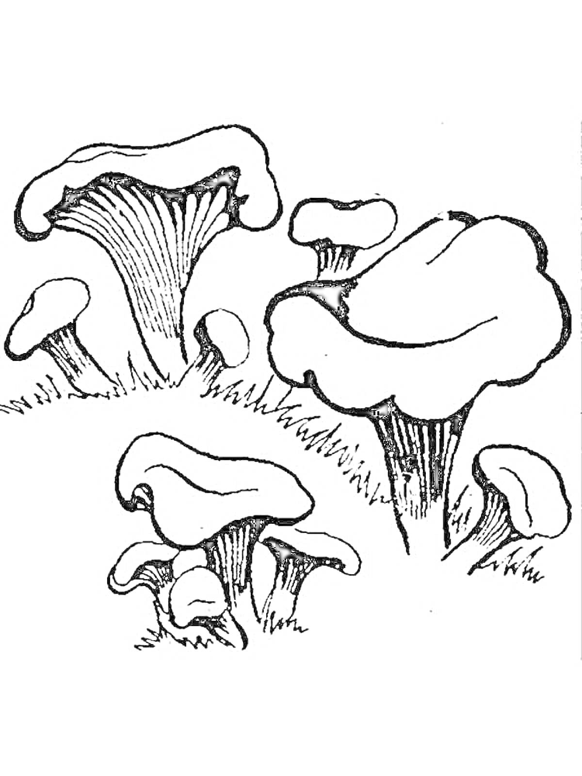 Раскраска Грибы лисички на траве