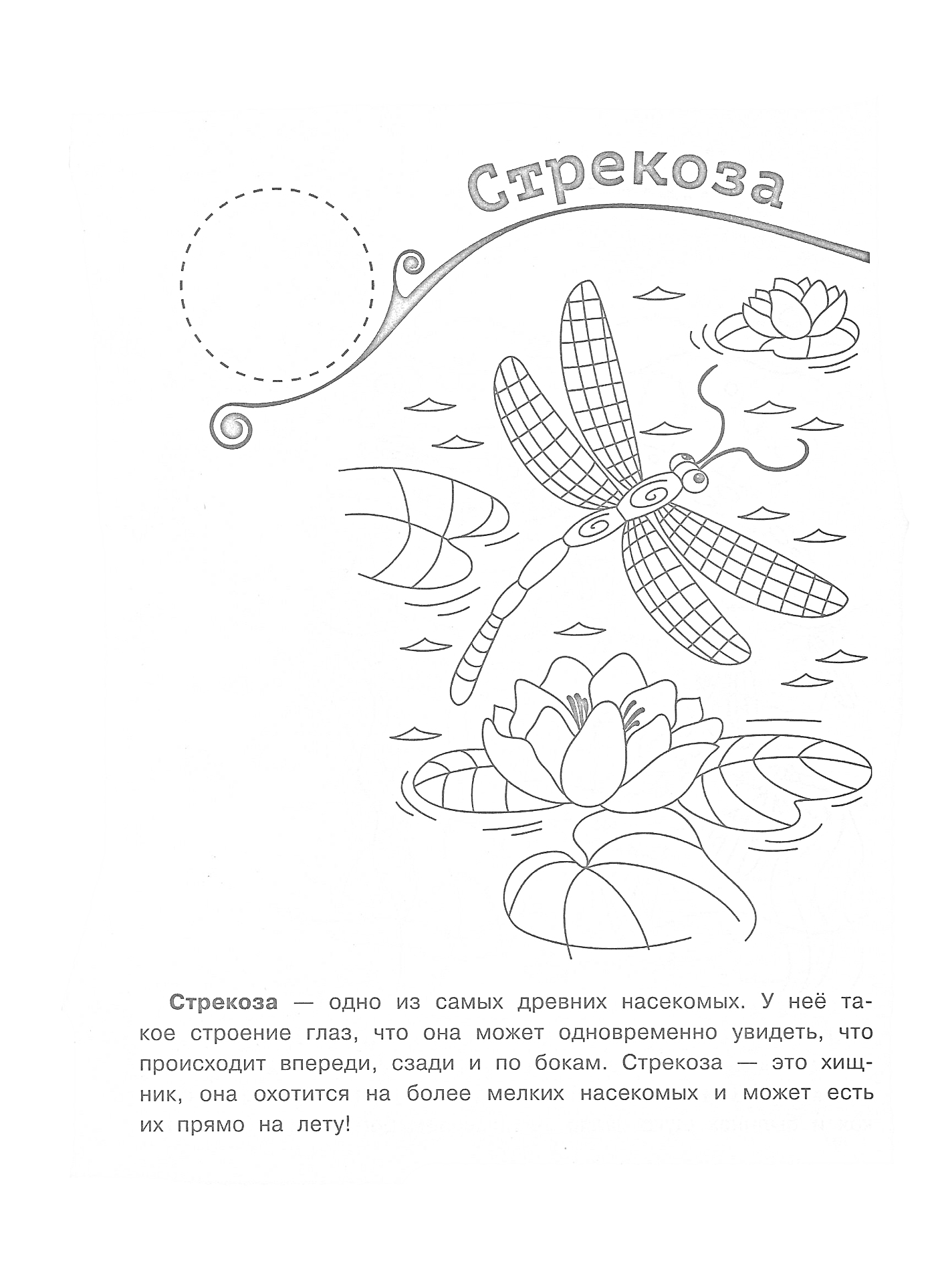 Стрекоза и лилии на пруду