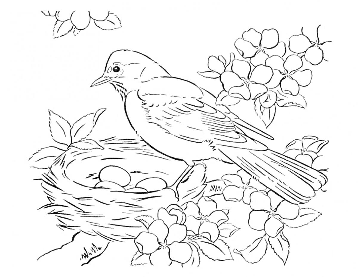 На раскраске изображено: Птица, Гнездо, Яйца, Цветы, Природа