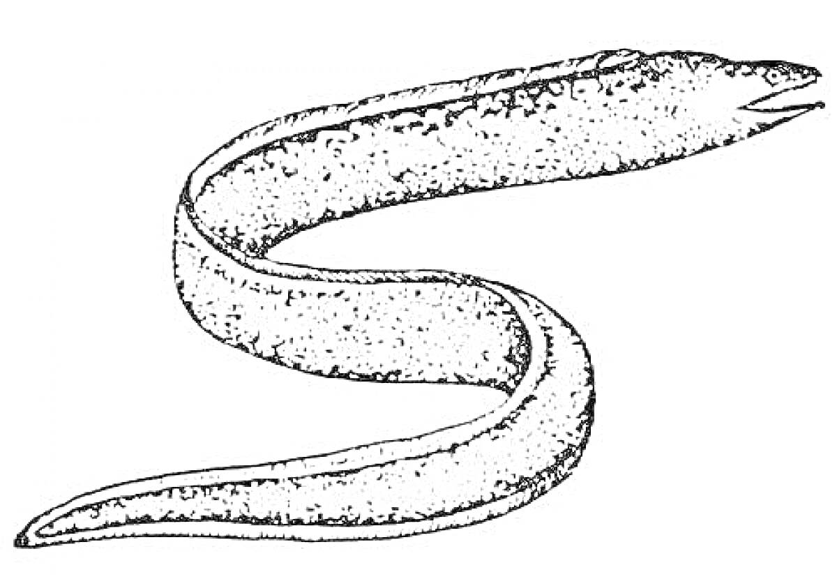 Раскраска Раскраска с изображением мурены, длинной змееобразной рыбы с открытым ртом, представляющей хищную мурену.