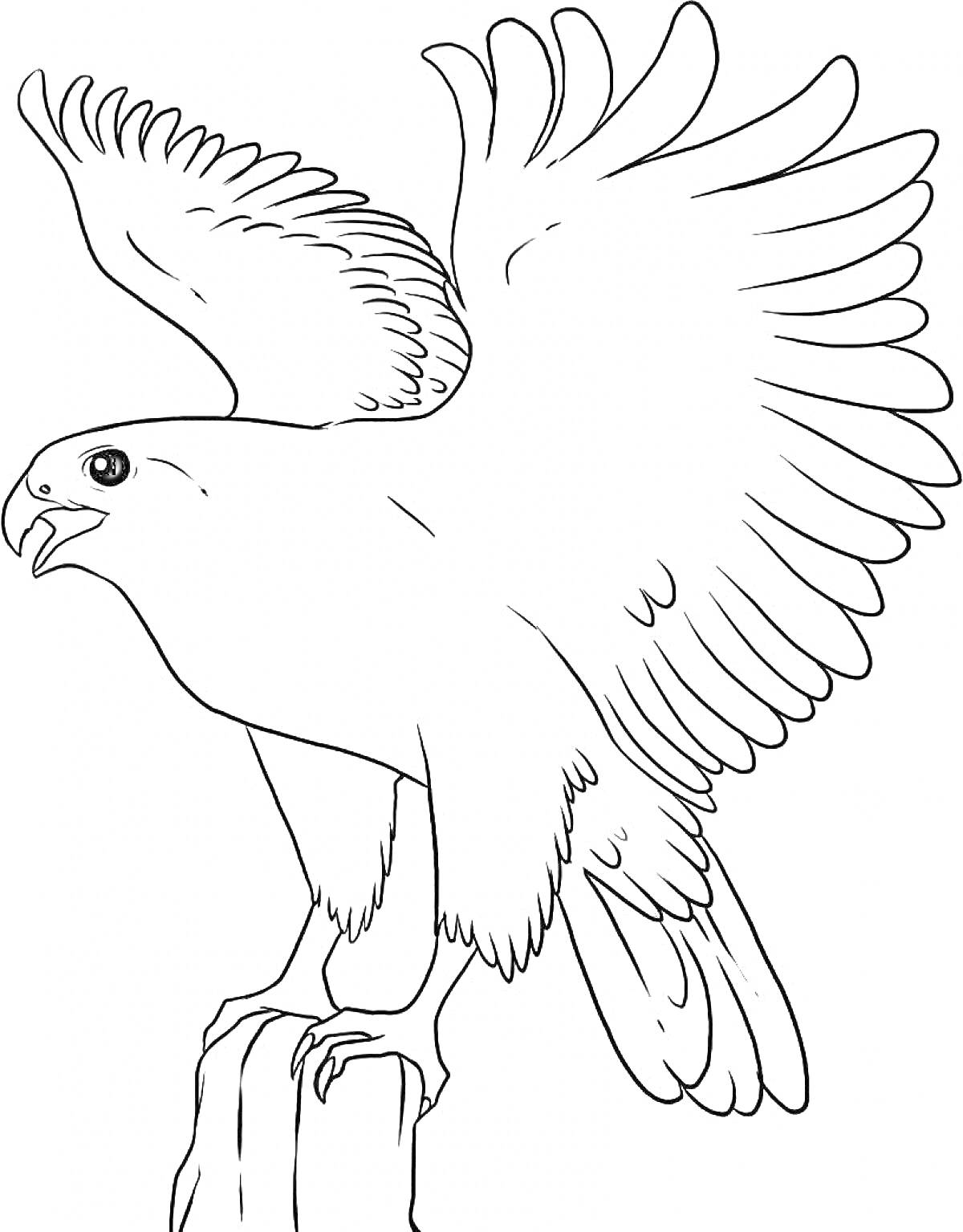 Раскраска Орел с расправленными крыльями на скале