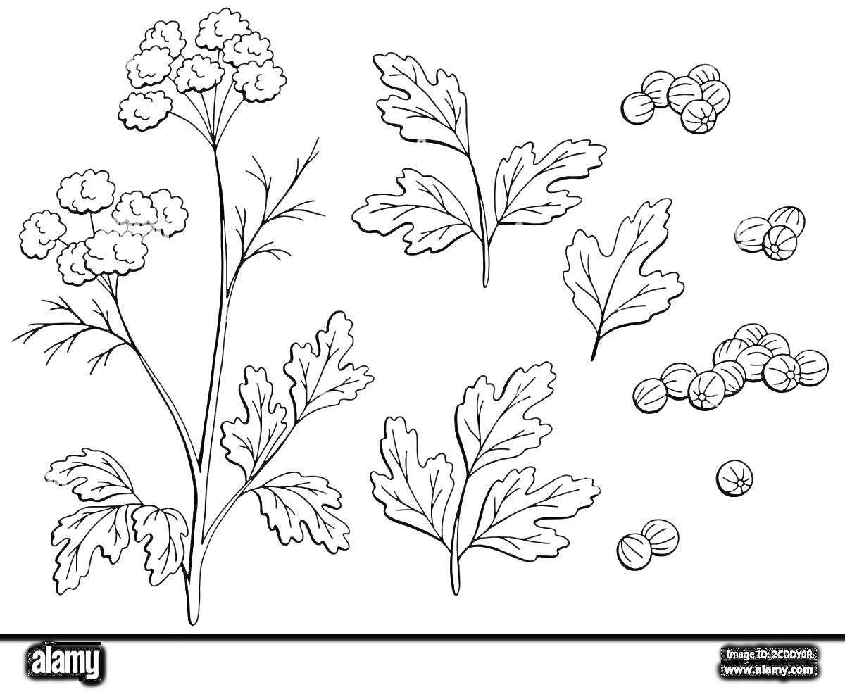 На раскраске изображено: Листья, Цветы, Ботаника, Трава, Специи