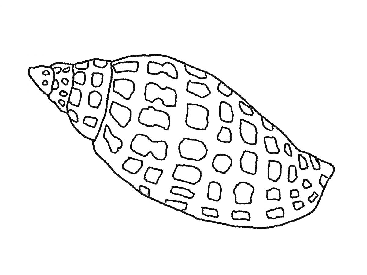 Раскраска Ракушка с узором в виде прямоугольников и пятен