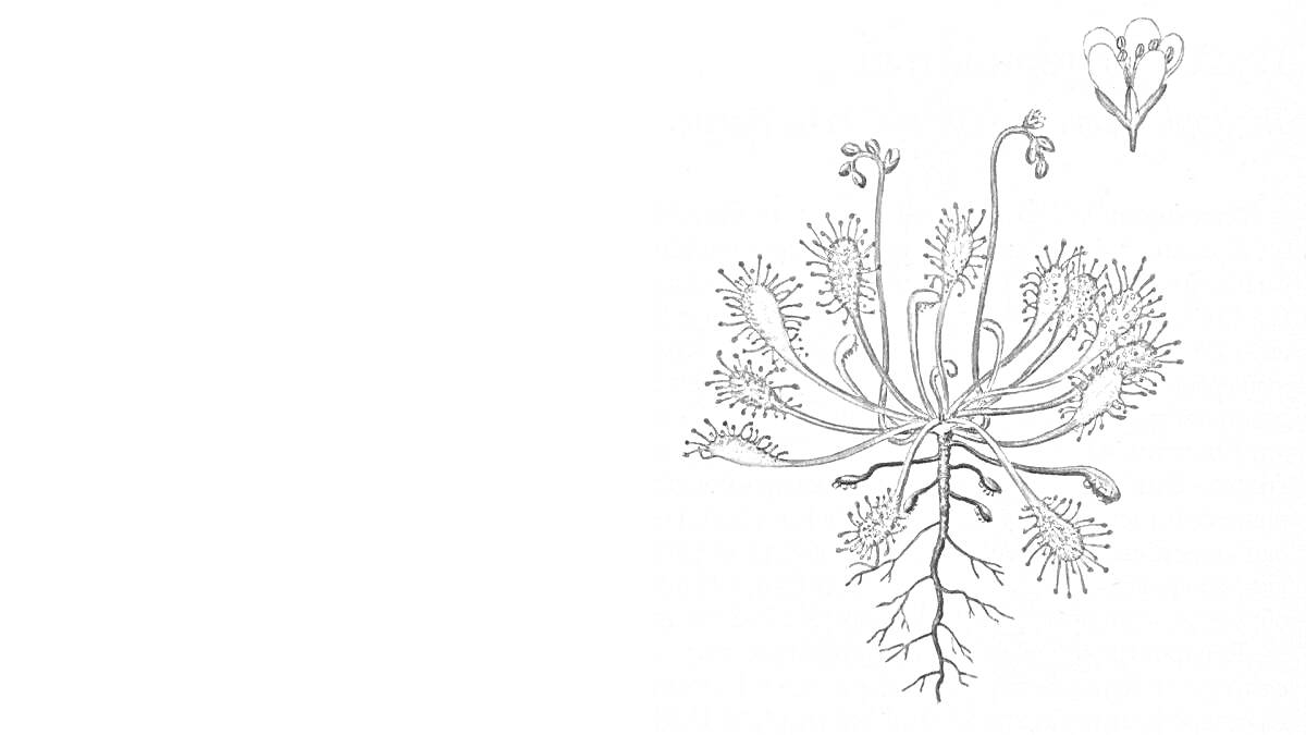 На раскраске изображено: Насекомоядное растение, Корни, Листья, Цветы, Природа, Ботаника, Биология