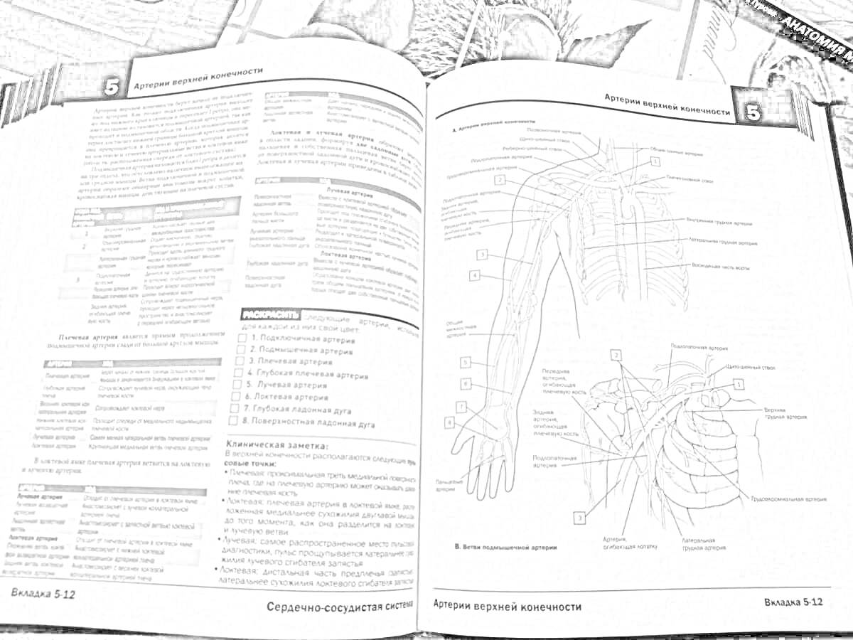 Раскраска Страница анатомического атласа с изображением верхней конечности и грудной клетки человека, с подписями анатомических структур и схемами