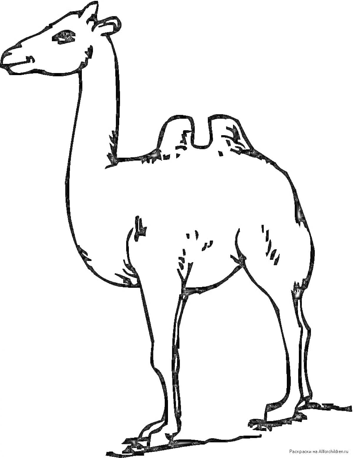Раскраска двугорбый верблюд стоит на земле