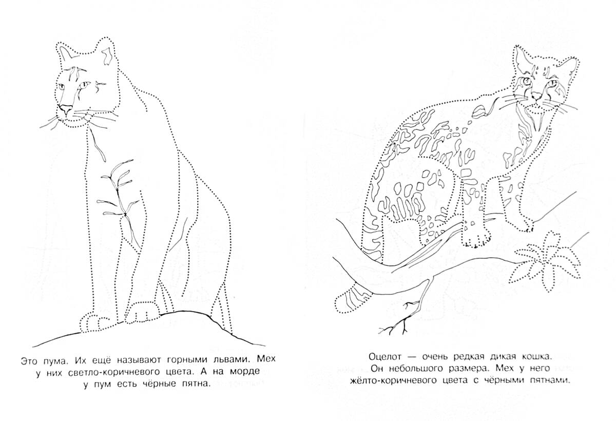 Раскраска Горный лев и Дальневосточный леопард, стоящий на земле и сидящий на дереве соответственно