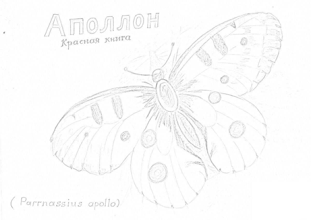 Раскраска Бабочка Аполлон (Parnassius Apollo) из Красной Книги