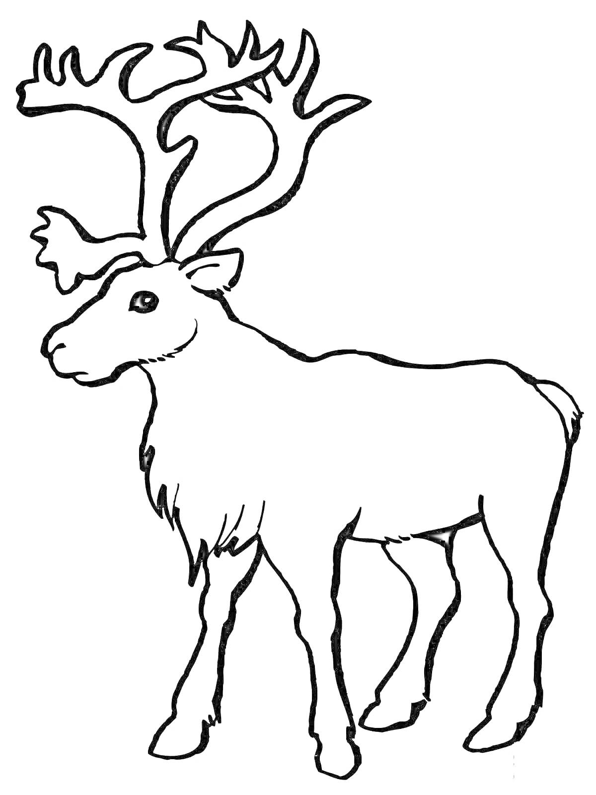 На раскраске изображено: Северный олень, Олень, Животные, Рога, Природа