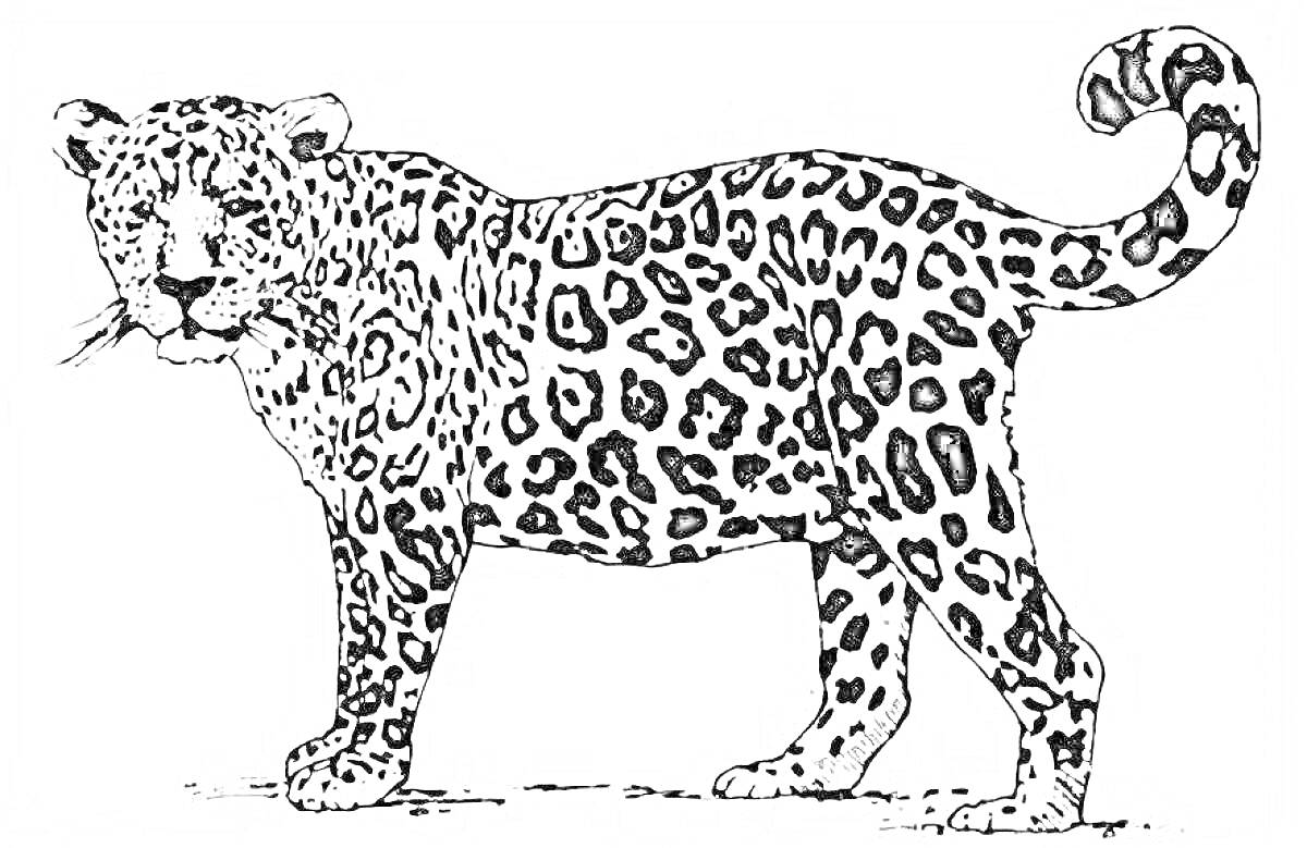 На раскраске изображено: Животные, Леопард, Дикая природа, Узоры, Пятна, Хищники