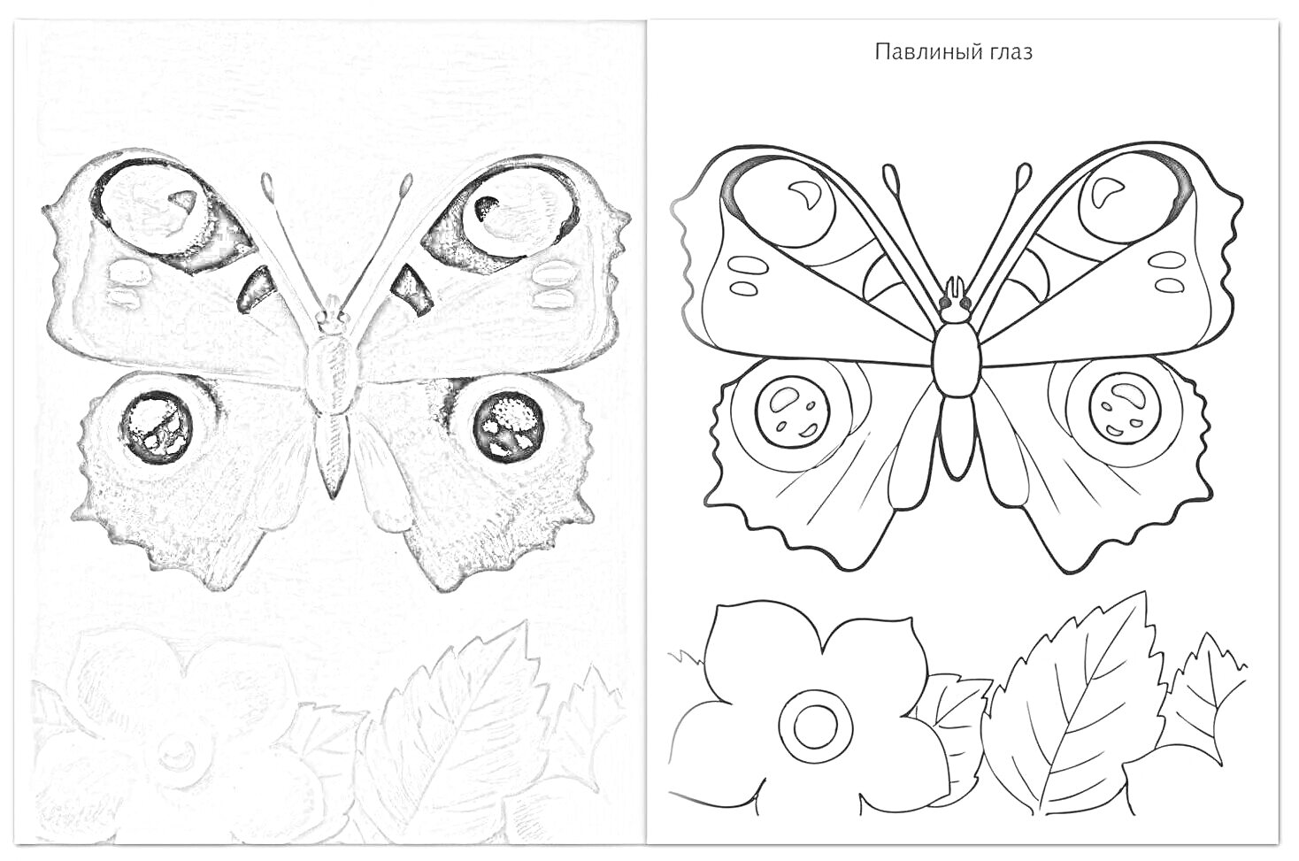 Раскраска Бабочка павлиний глаз, цветы, листва