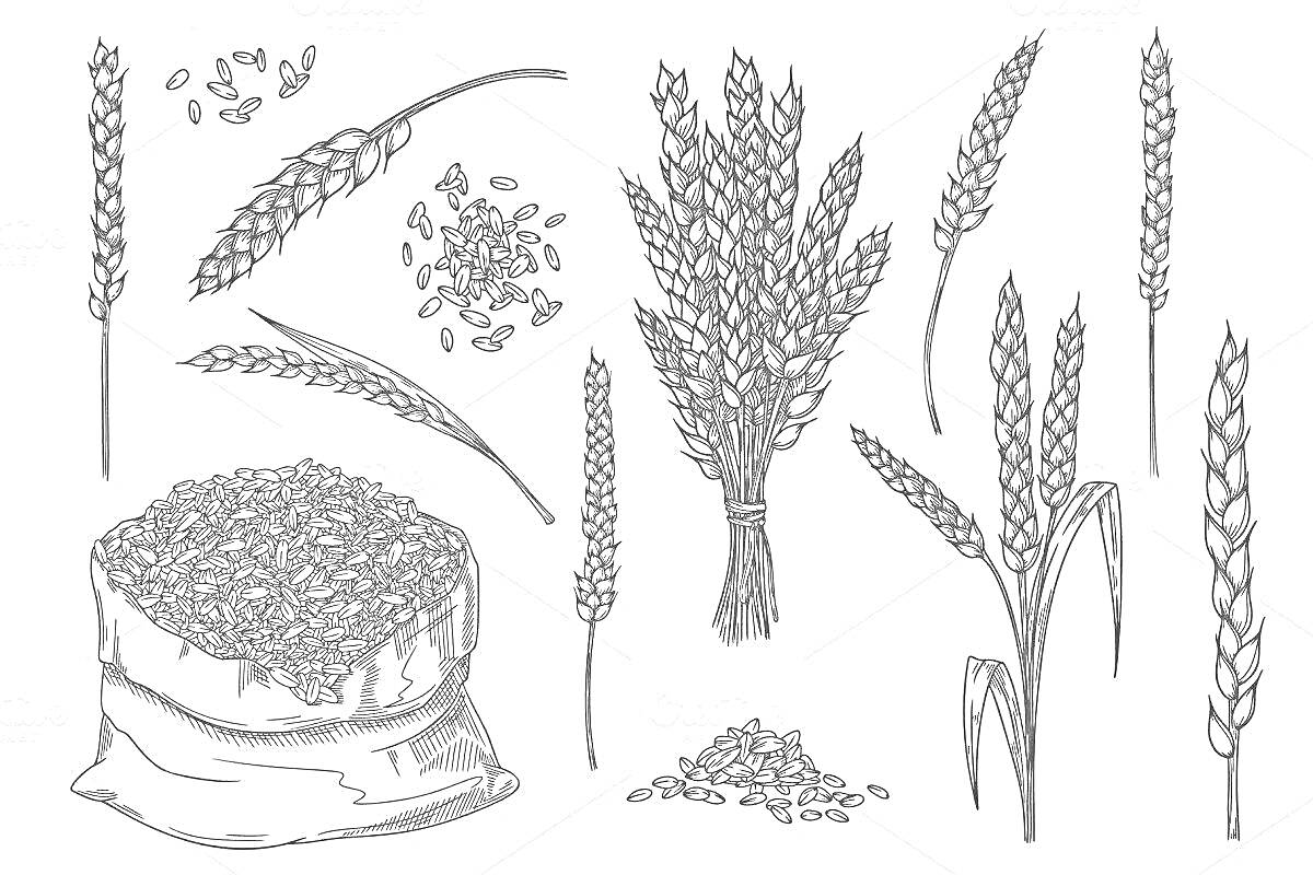На раскраске изображено: Пшеница, Злаки, Сельское хозяйство, Урожай, Зерновые культуры, Садоводство