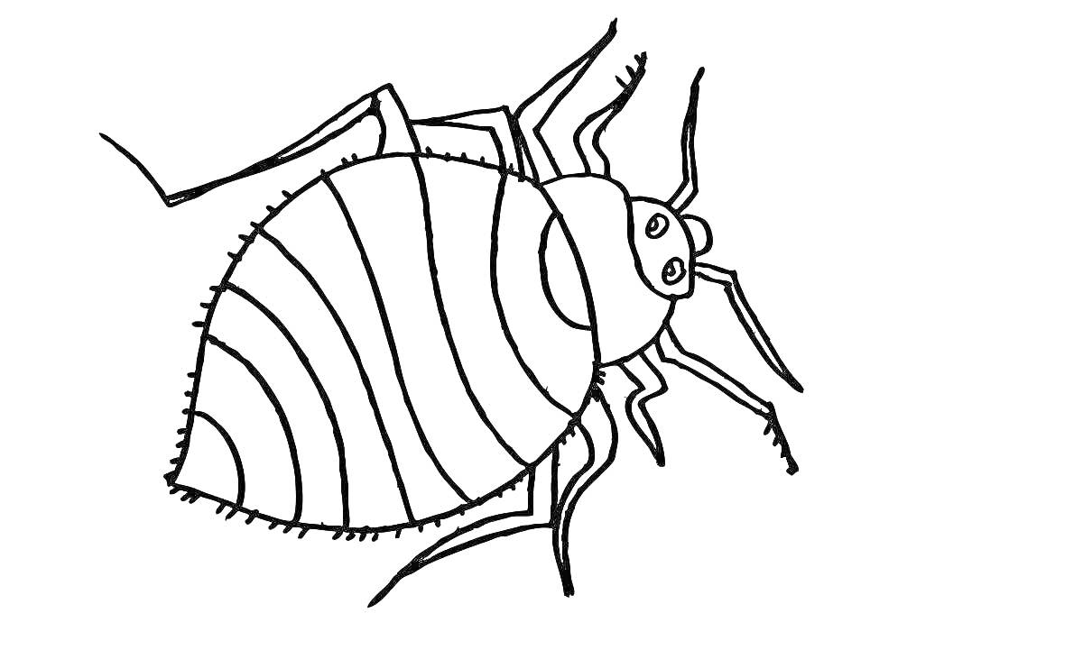 Раскраска контурное изображение блохи с полосатым туловищем и множеством лапок