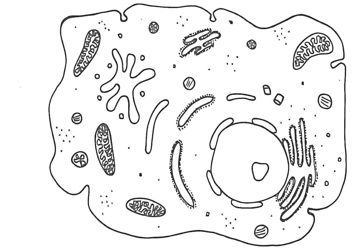 Клетка с органеллами (ядро, митохондрия, эндоплазматическая сеть, рибосомы, лизосома, аппарат Гольджи, цитоплазма)