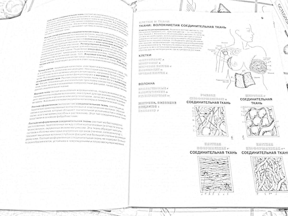На раскраске изображено: Анатомия, Медицина, Учебник, Биология, Анатомический атлас