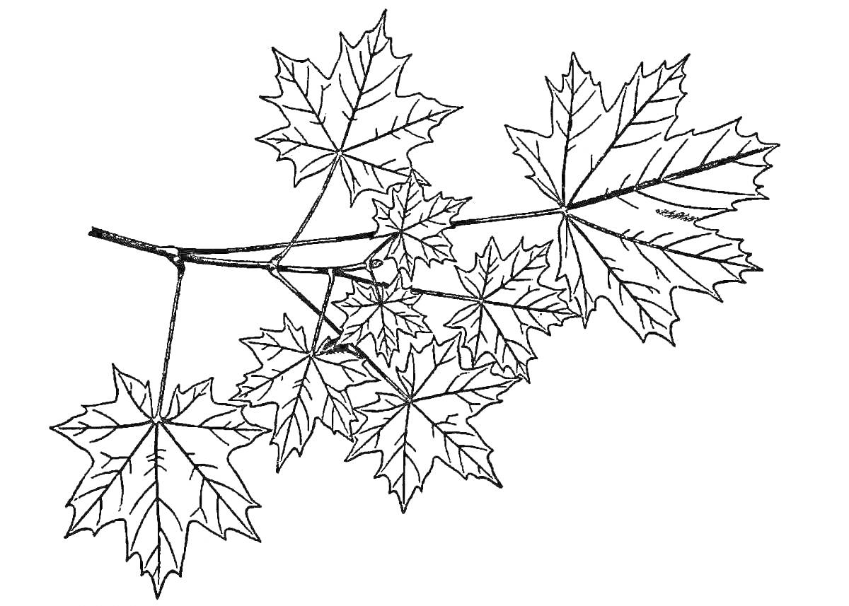 На раскраске изображено: Клен, Листья, Ветка, Природа, Осень, Ботаника
