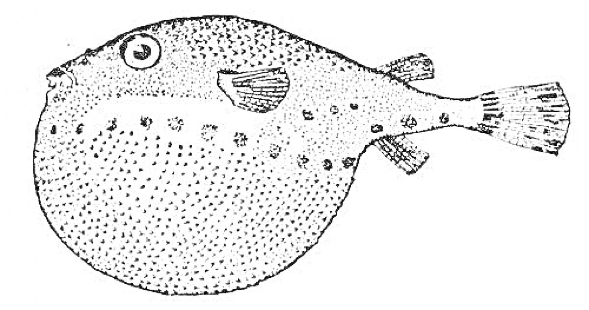 Рыба фугу, надутый вид, округлое тело, узор из точек, спинной плавник, хвостовой плавник, большие глаза