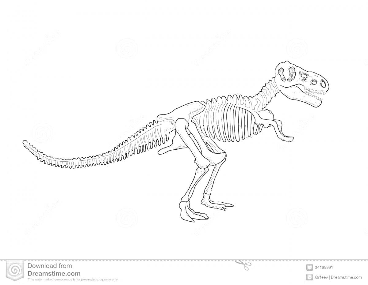 Раскраска Скелет динозавра с длинным хвостом и массивной головой