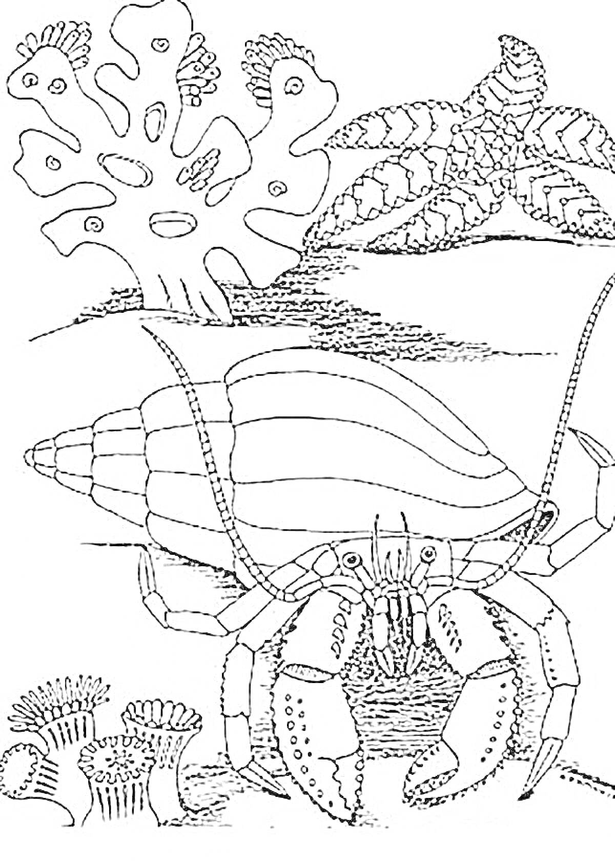 На раскраске изображено: Рак-отшельник, Море, Подводный мир, Кораллы, Водоросли