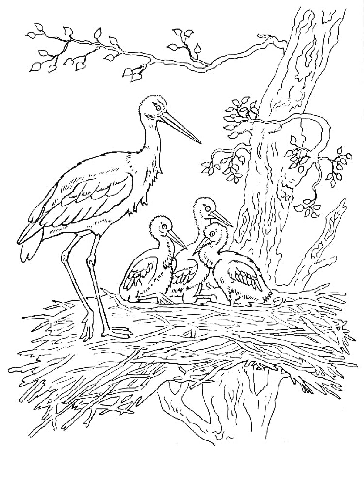 На раскраске изображено: Аист, Гнездо, Природа, Птица, Деревья, Птенец, Ветка