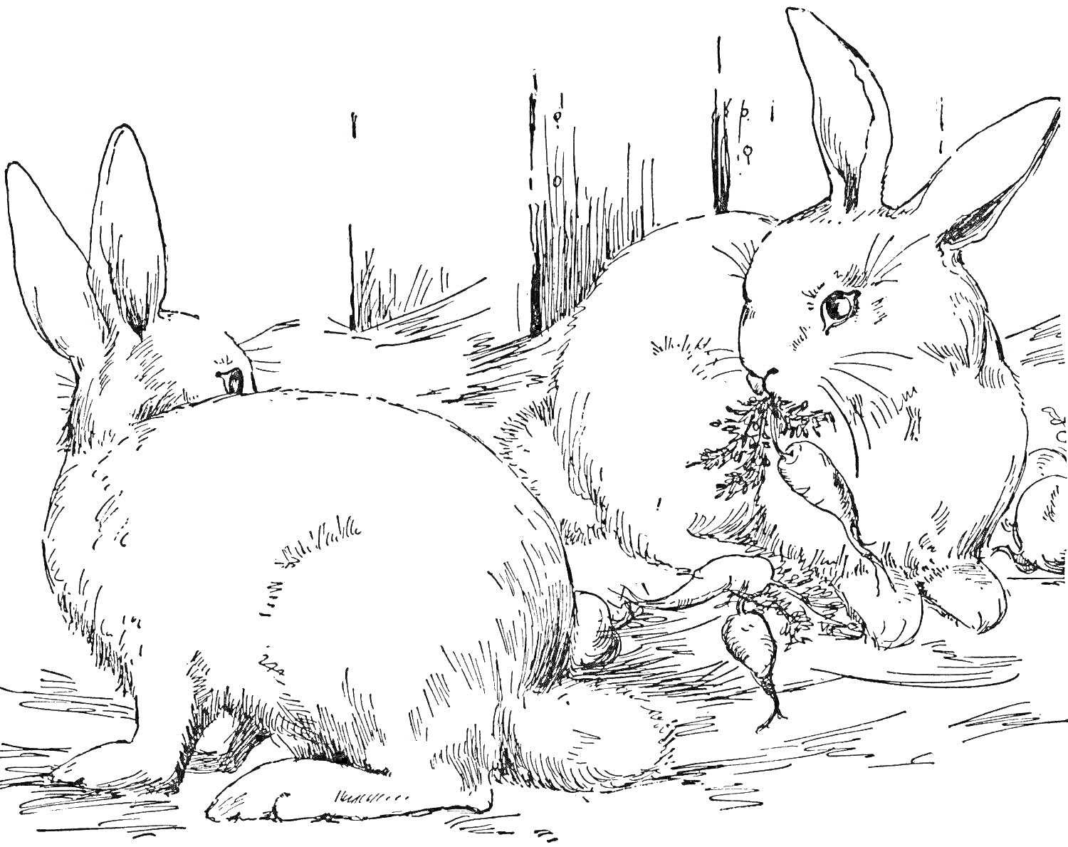 На раскраске изображено: Зайцы, Морковь, Деревянный забор, Природа