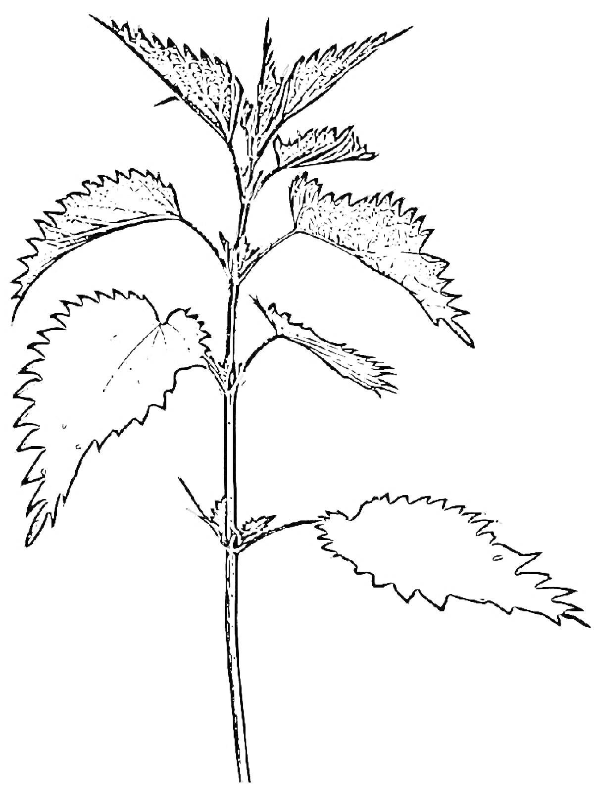 Раскраска Крапива: стебель, зубчатые листья