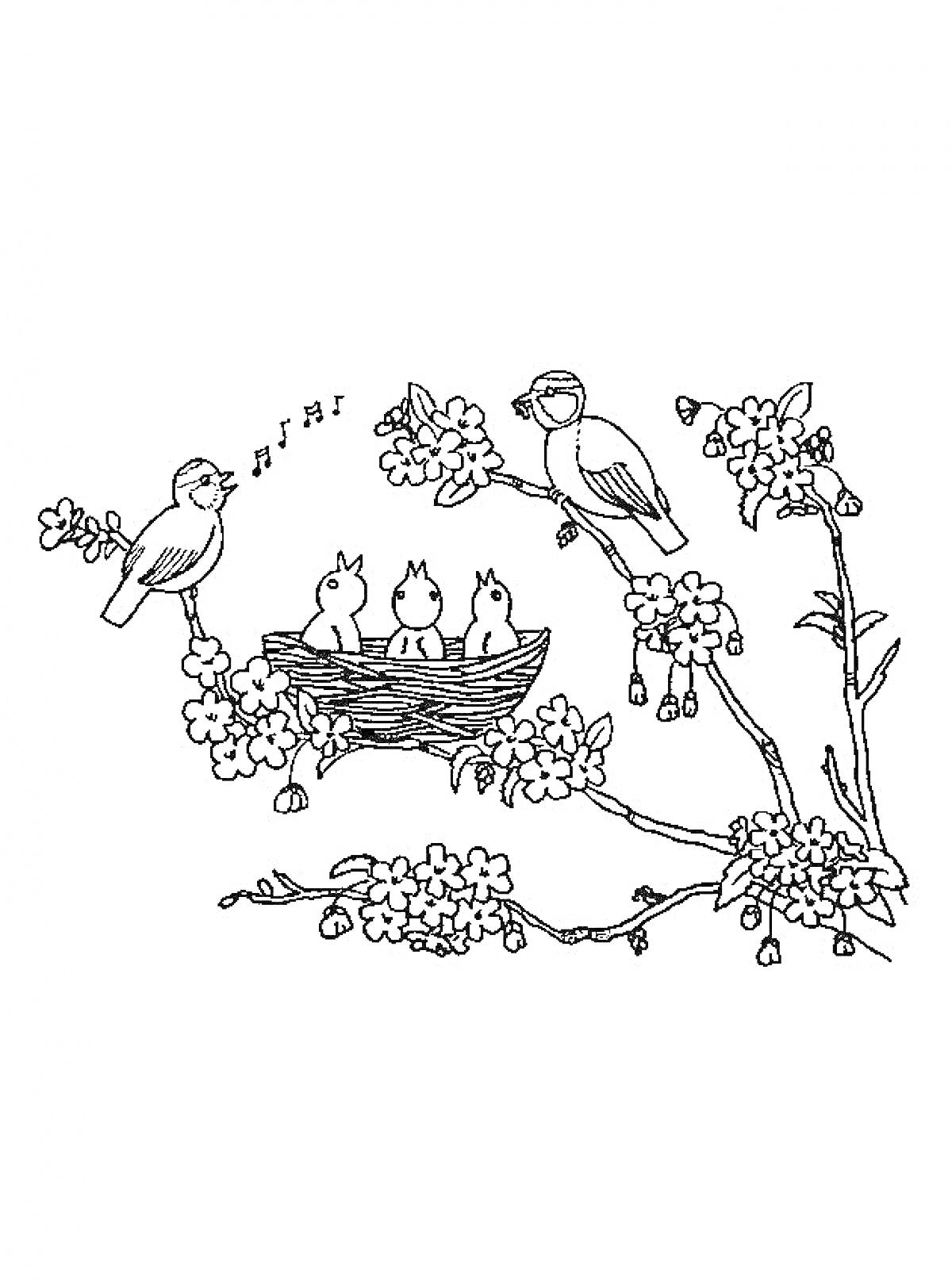 На раскраске изображено: Соловей, Гнездо, Цветы, Весна, Пение, Природа, Птица, Ветка, Птенец