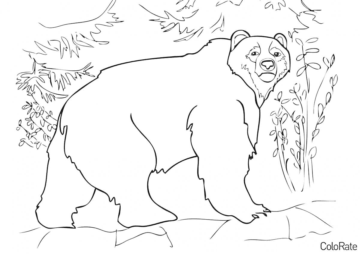 На раскраске изображено: Медведь, Лес, Кусты, Природа