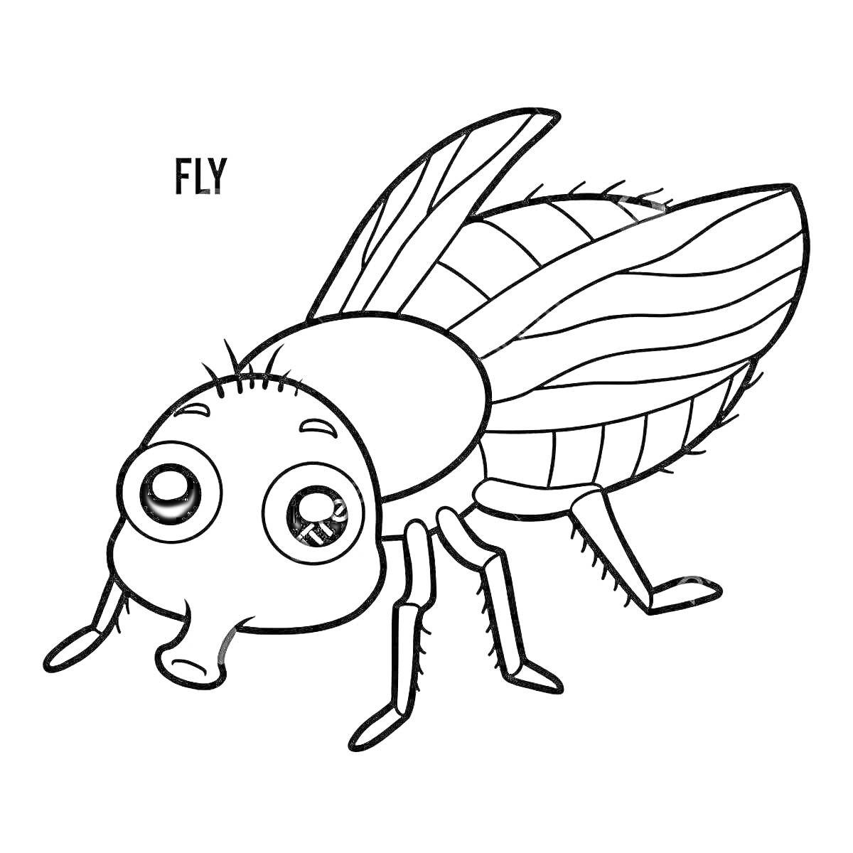 Раскраска Муха с большими глазами