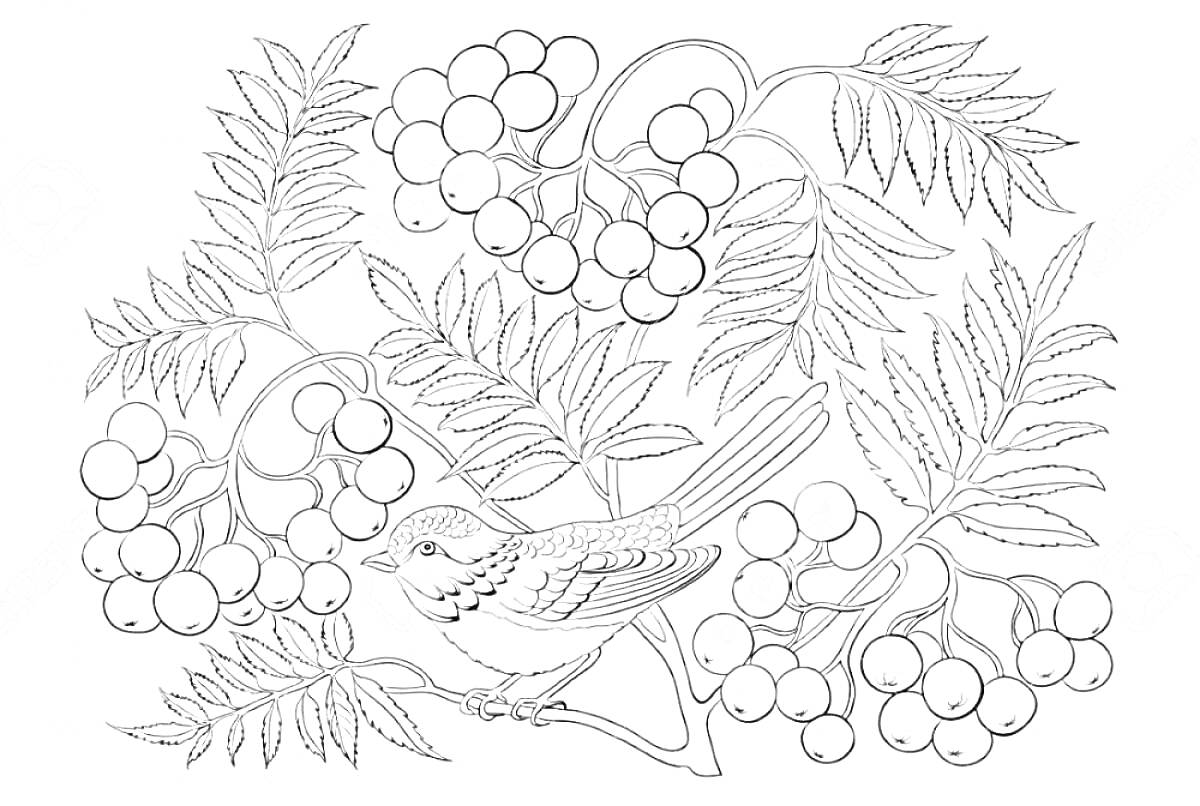 На раскраске изображено: Рябина, Ягоды, Листья, Птица, Природа, Ветка