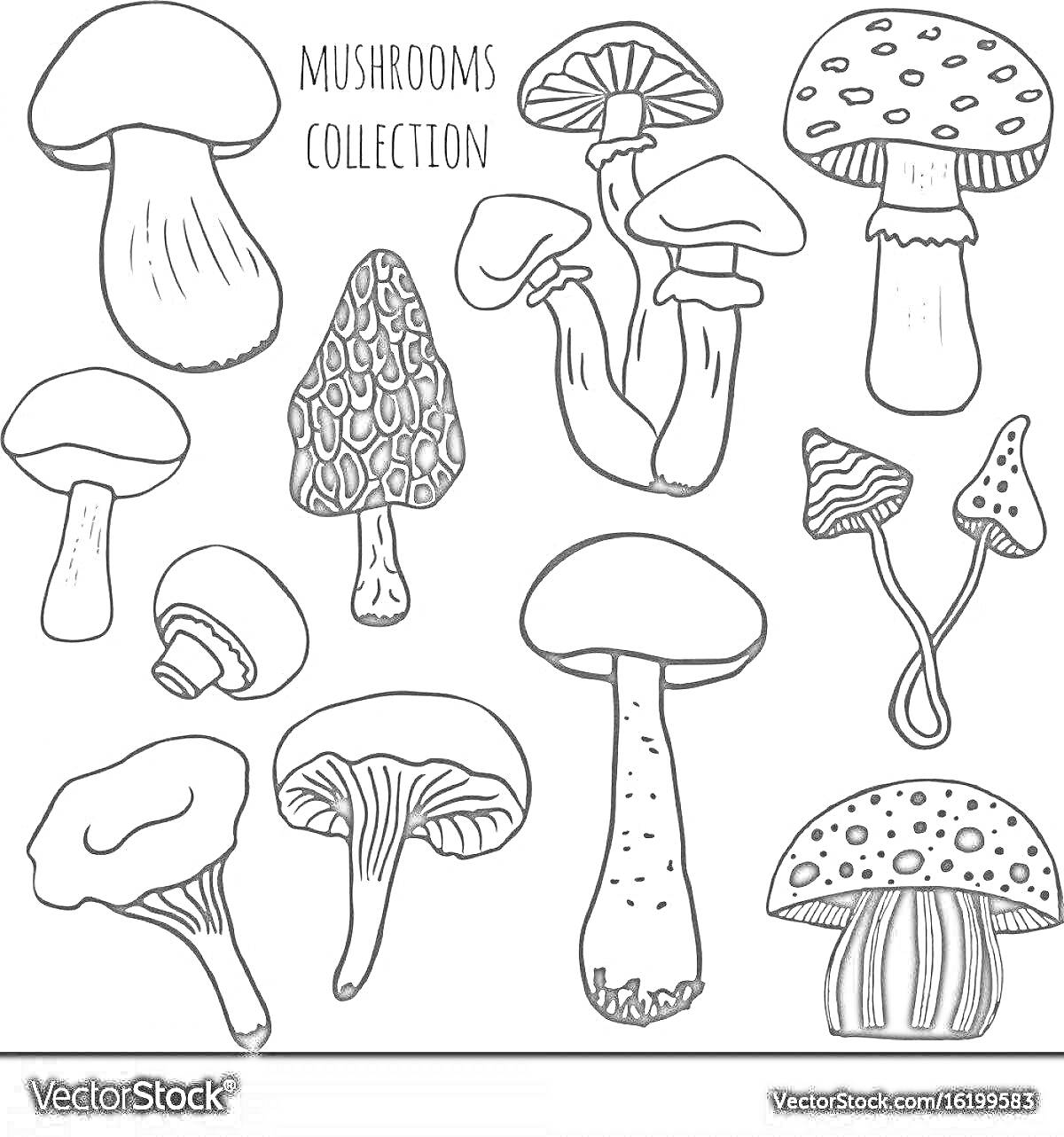 На раскраске изображено: Грибы, Съедобные грибы, Несъедобные грибы, Белый гриб, Мухомор, Шампиньон, Лес, Природа