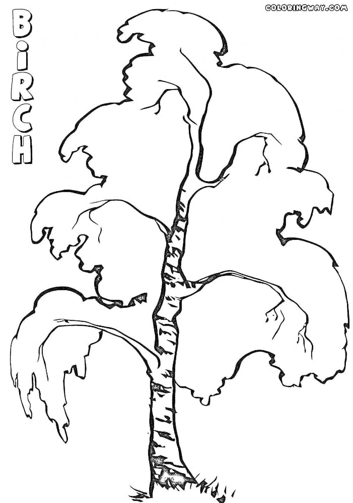 Раскраска Береза, большая и детализированная с английским названием 